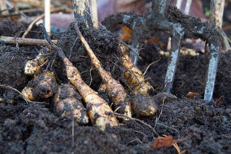 Easy Cultivation