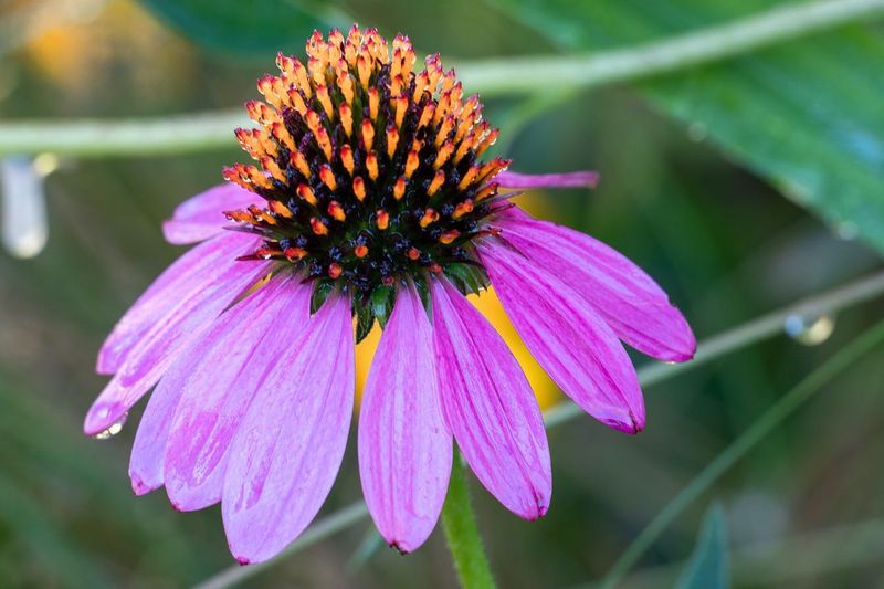 Echinacea