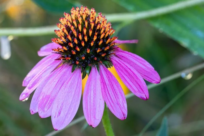Echinacea