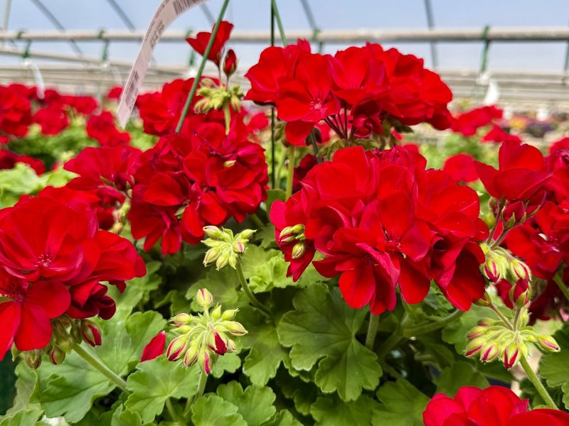 Geranium