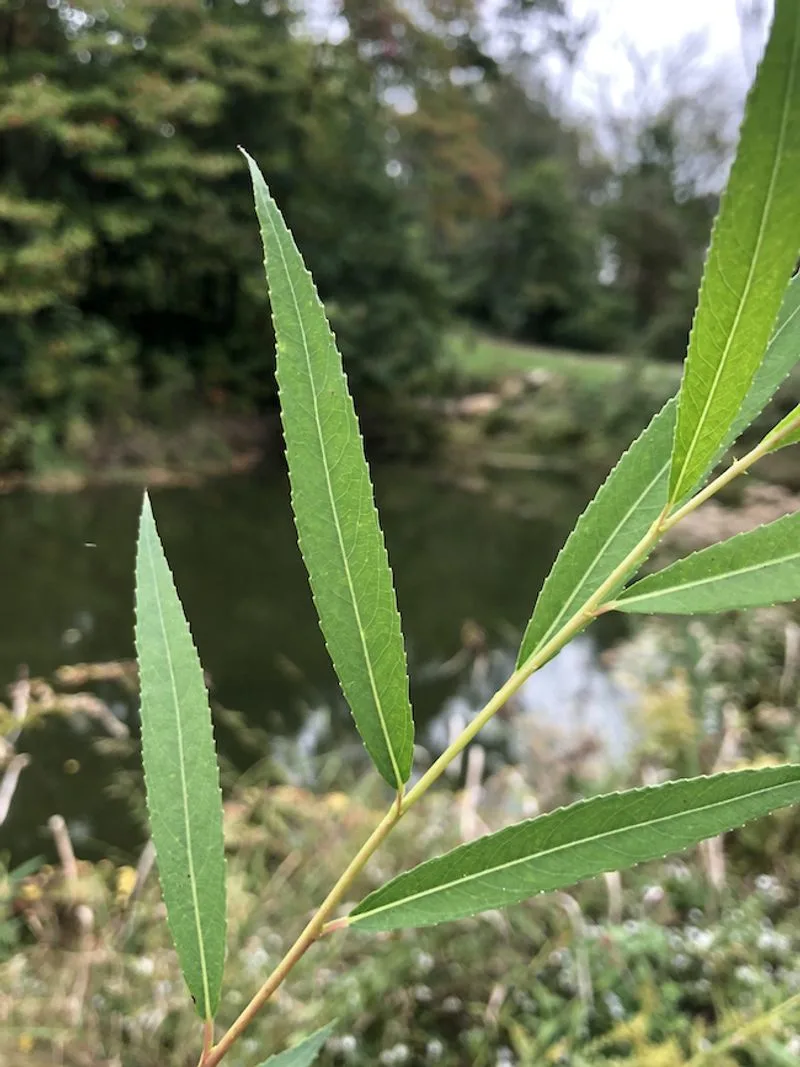 Willow Bark