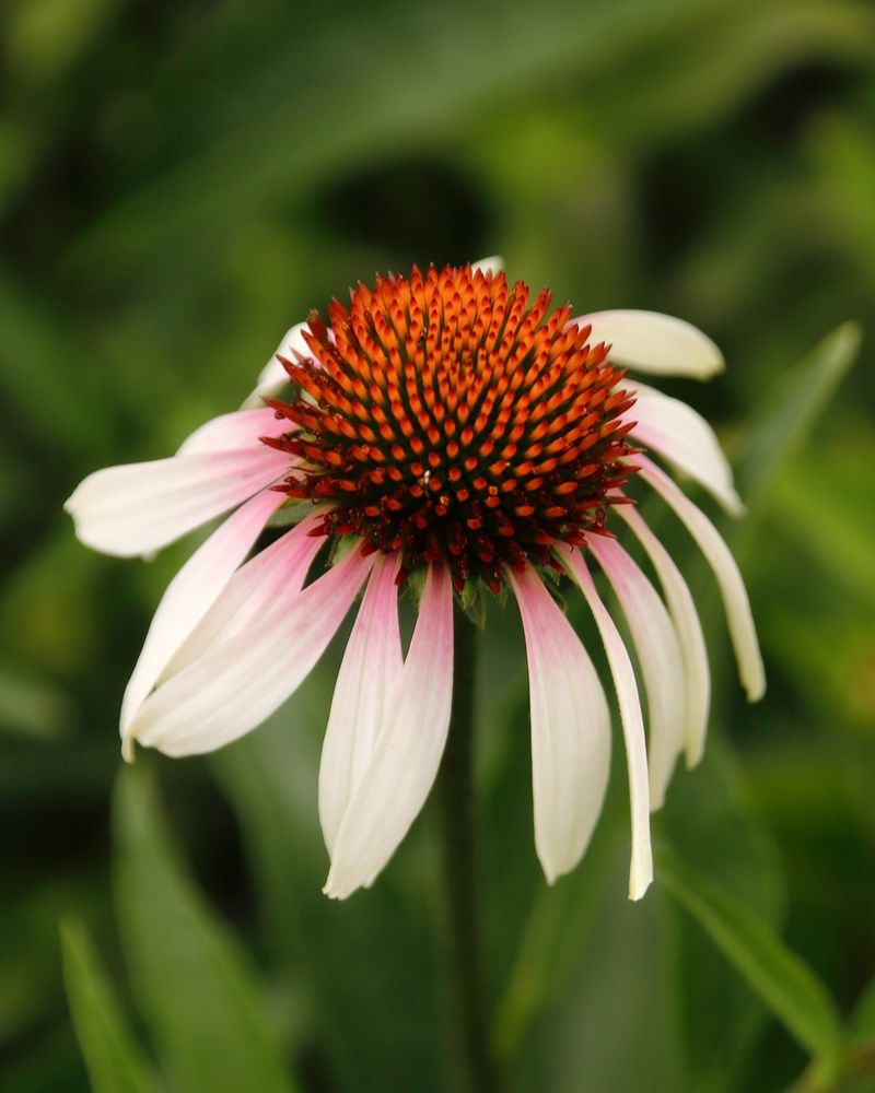 Echinacea