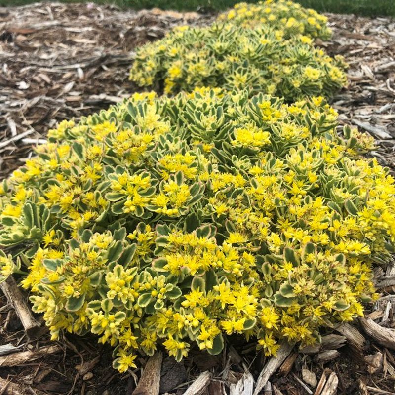 Sedum