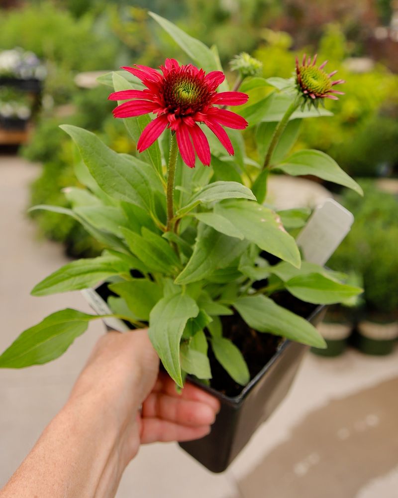 Echinacea