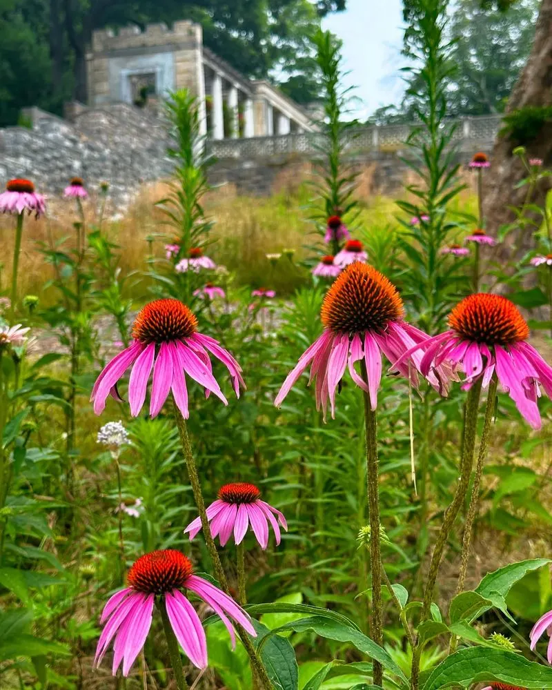 Echinacea (Coneflower)