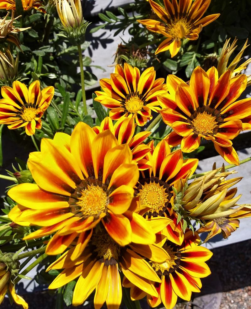 Gazania