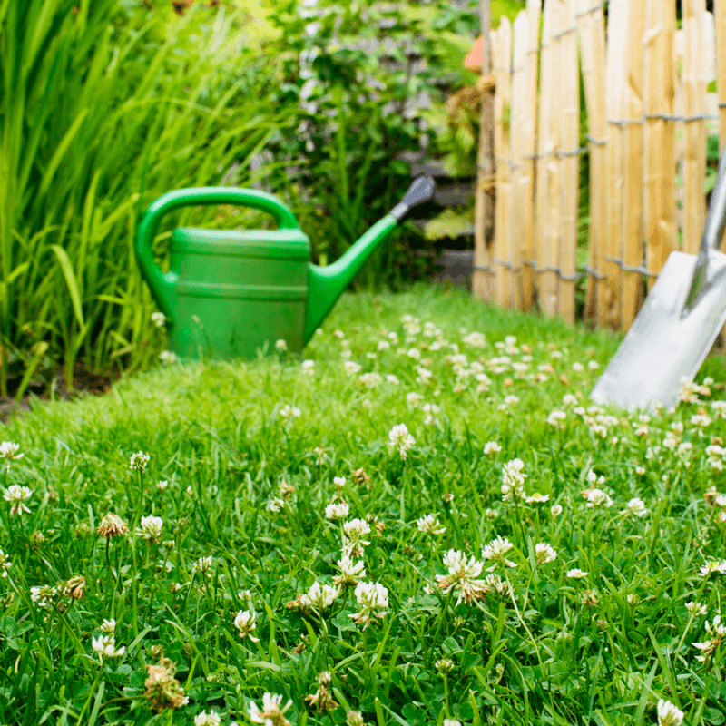 Eco-Friendly Lawn Alternative