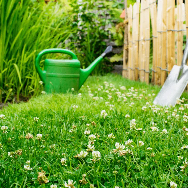 Eco-Friendly Lawn Alternative