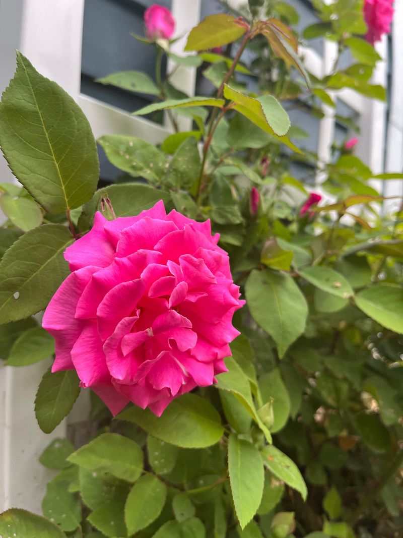 Zephirine Drouhin