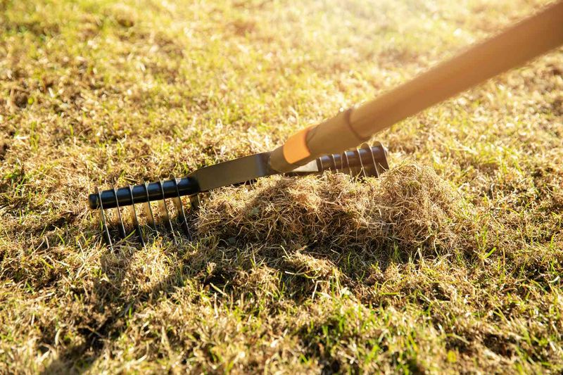 De-thatch Your Lawn