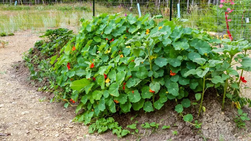 Edible Borders
