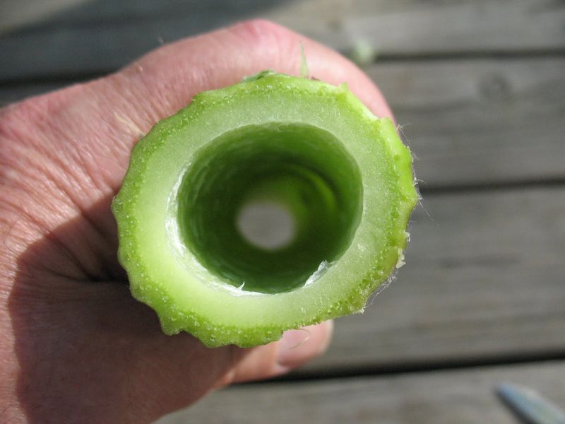 Edible Parts