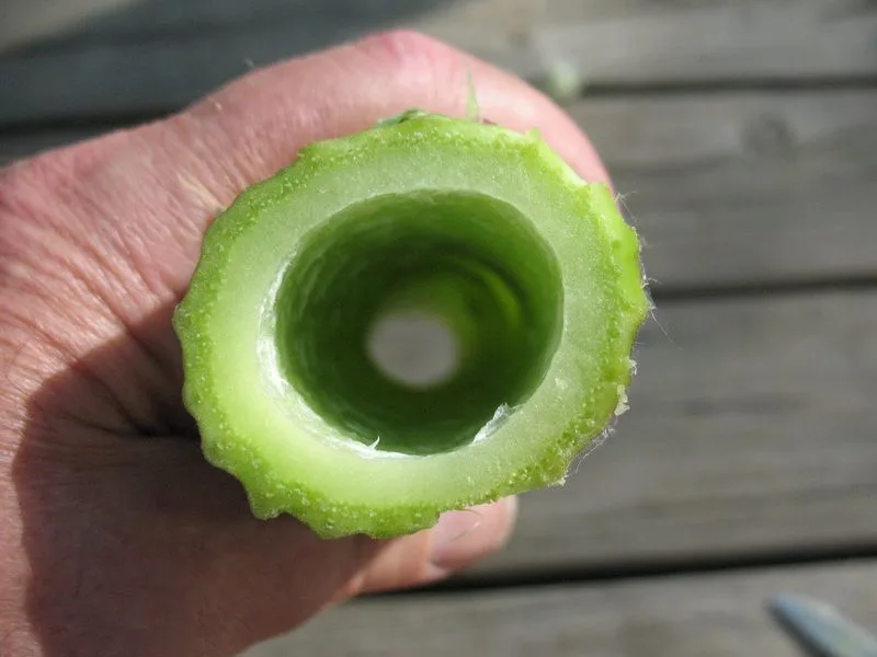 Edible Parts
