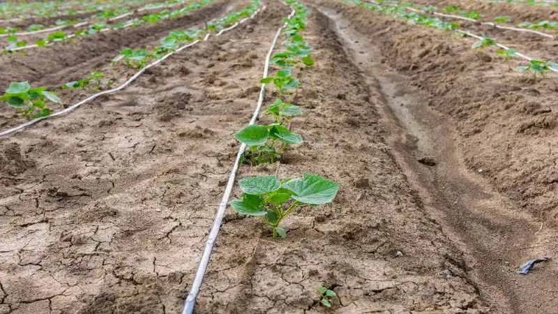 Watering Techniques