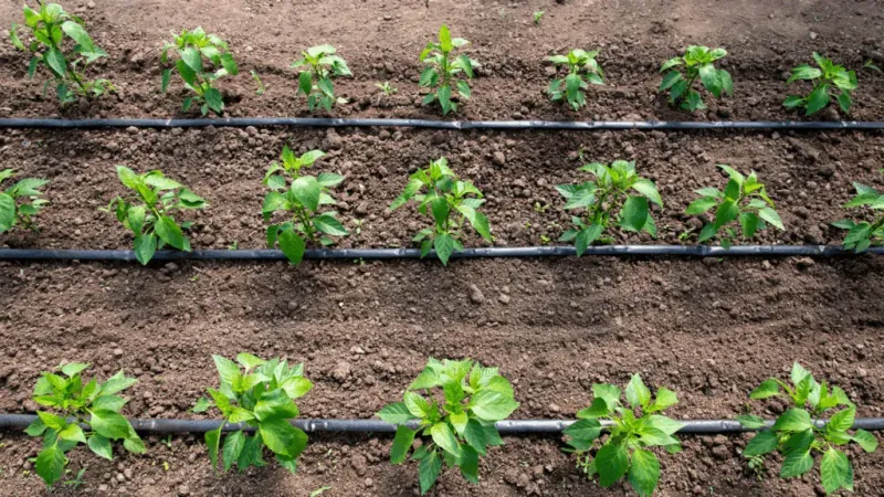 Efficient Drip Irrigation