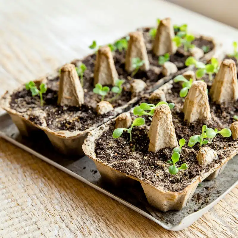 Egg Cartons