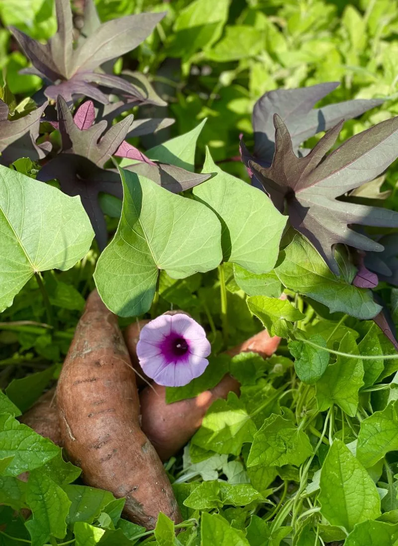 Sweet Potatoes
