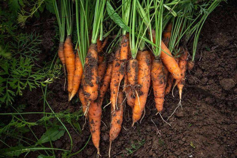 Carrots
