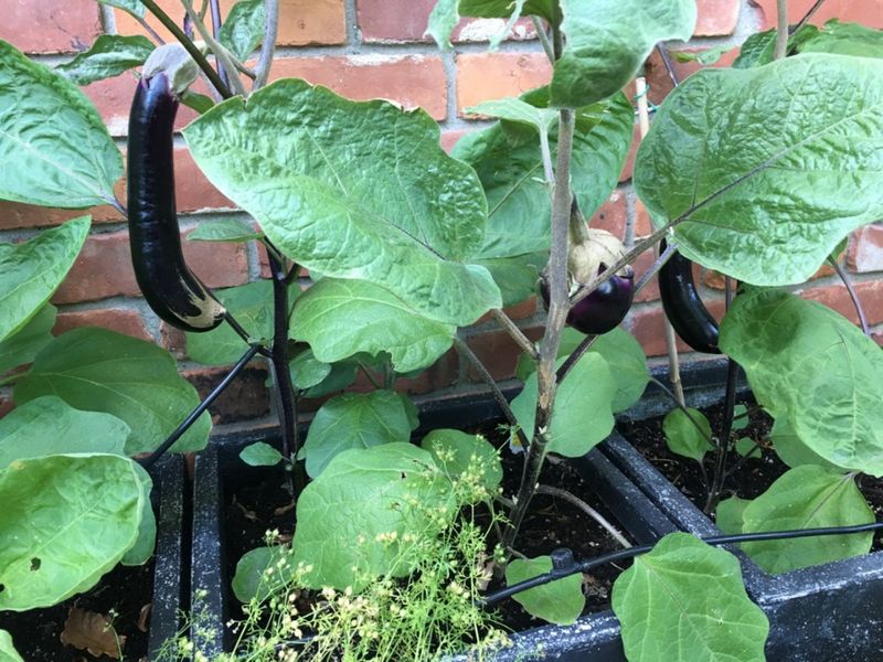 Eggplant