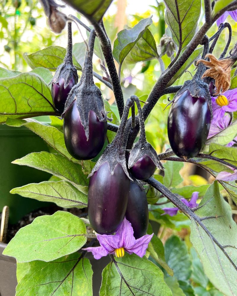 Eggplant