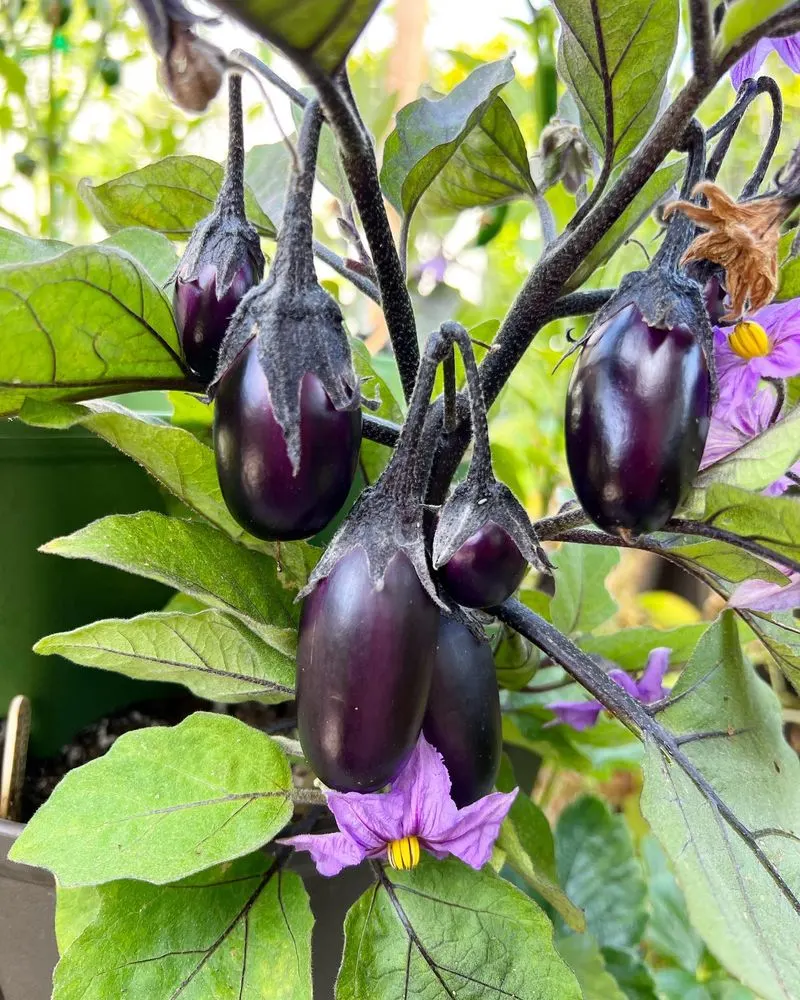 Eggplant