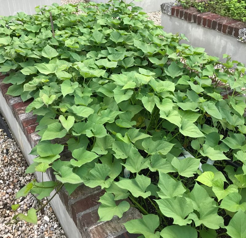 Sweet Potatoes