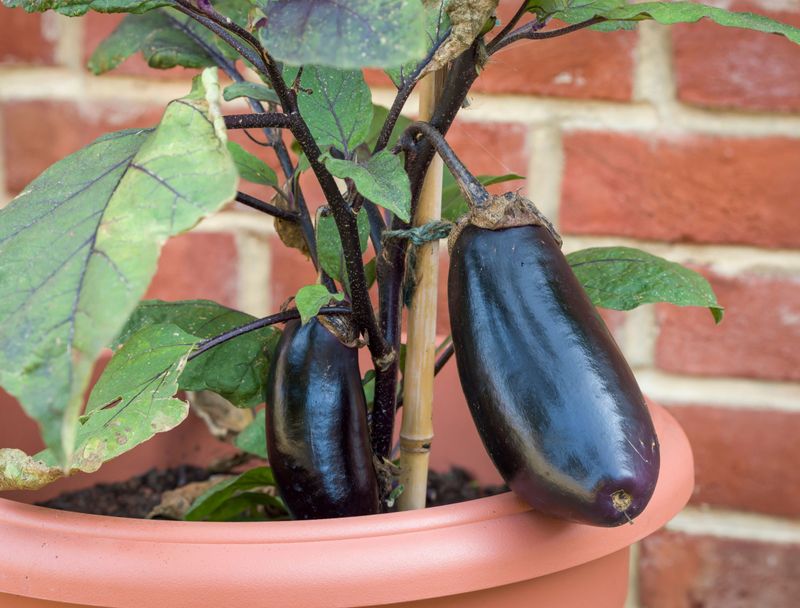 Eggplant (Struggle)