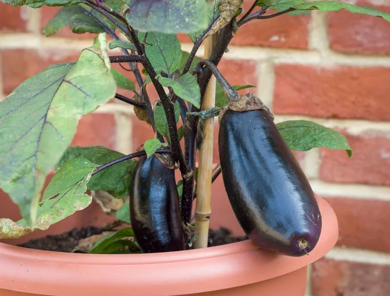 Eggplant (Struggle)
