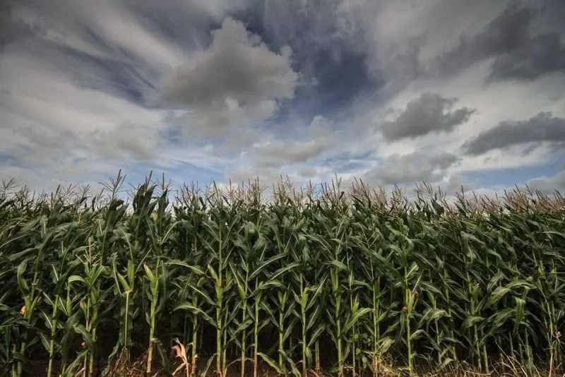 Corn