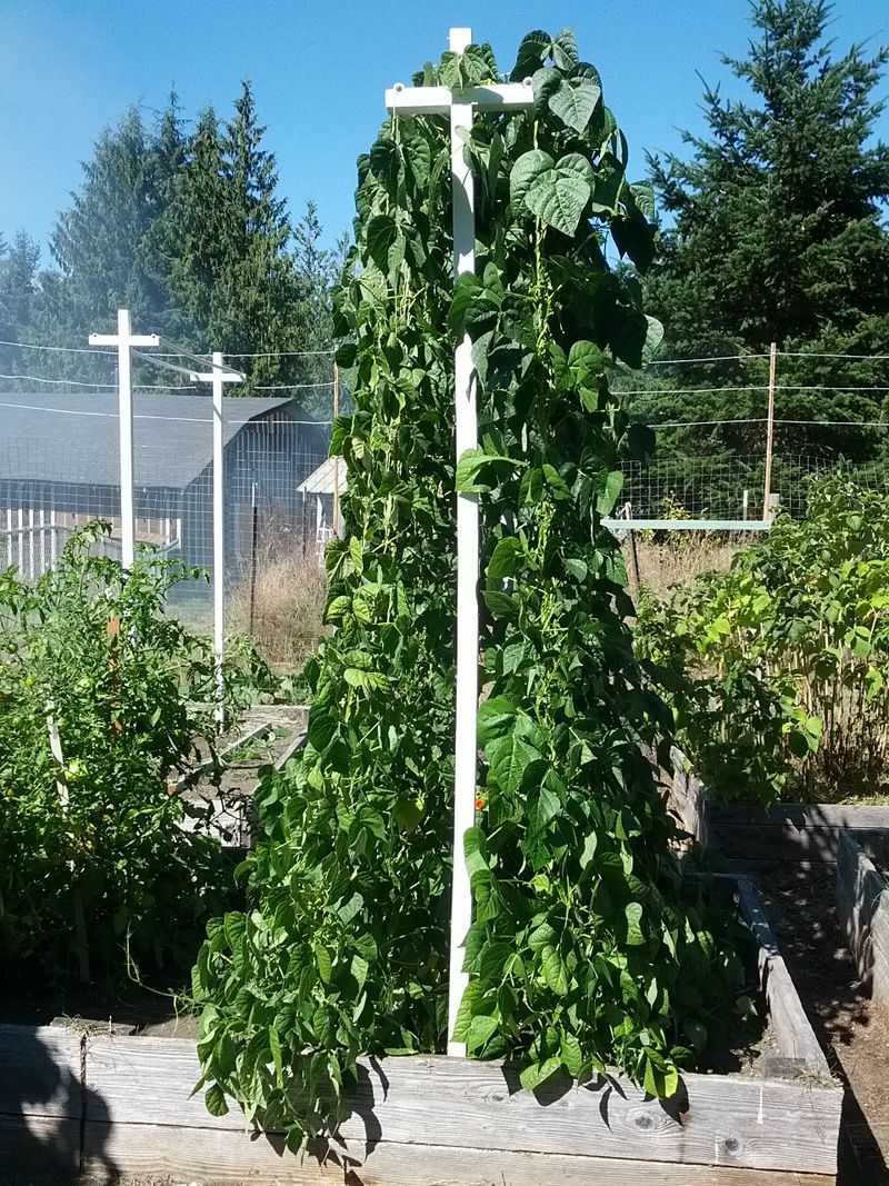 Green Beans