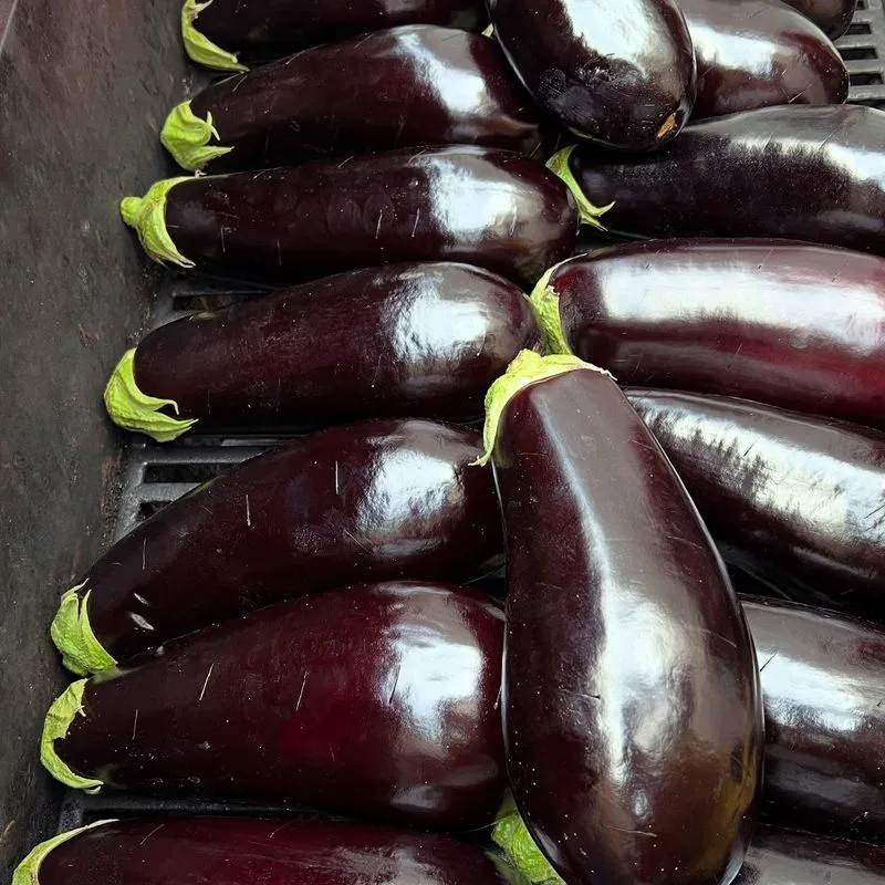 Eggplants