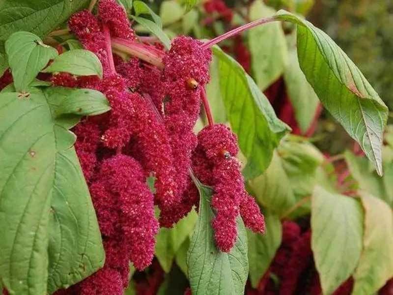 Eggplants and Amaranth