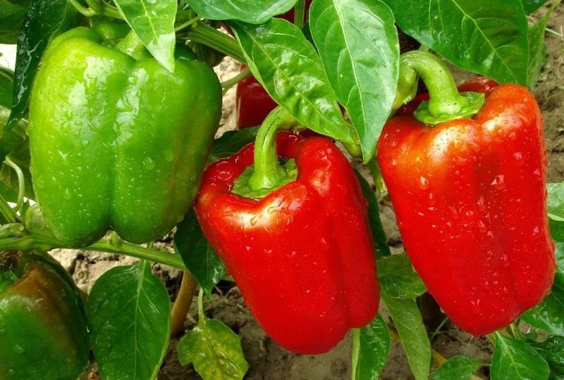 Peppers