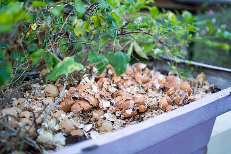 Eggshells as Deterrents