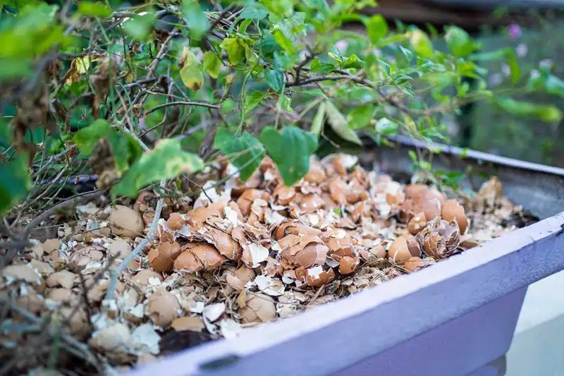 Eggshells as Deterrents