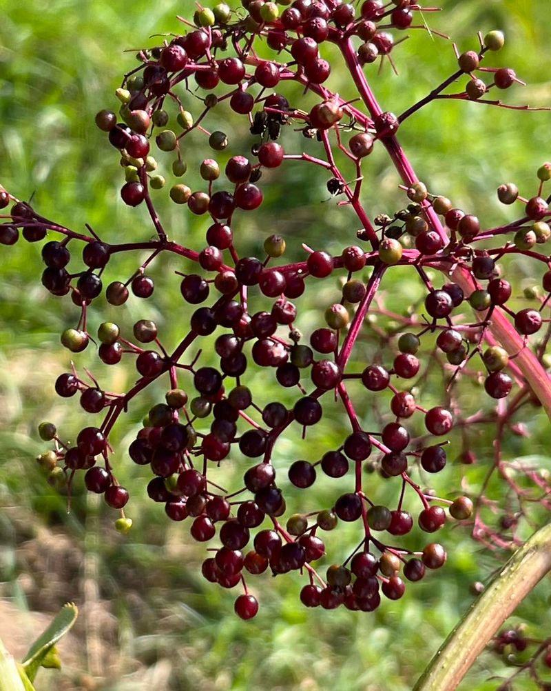 Elderberries