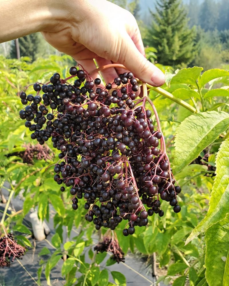 Elderberries