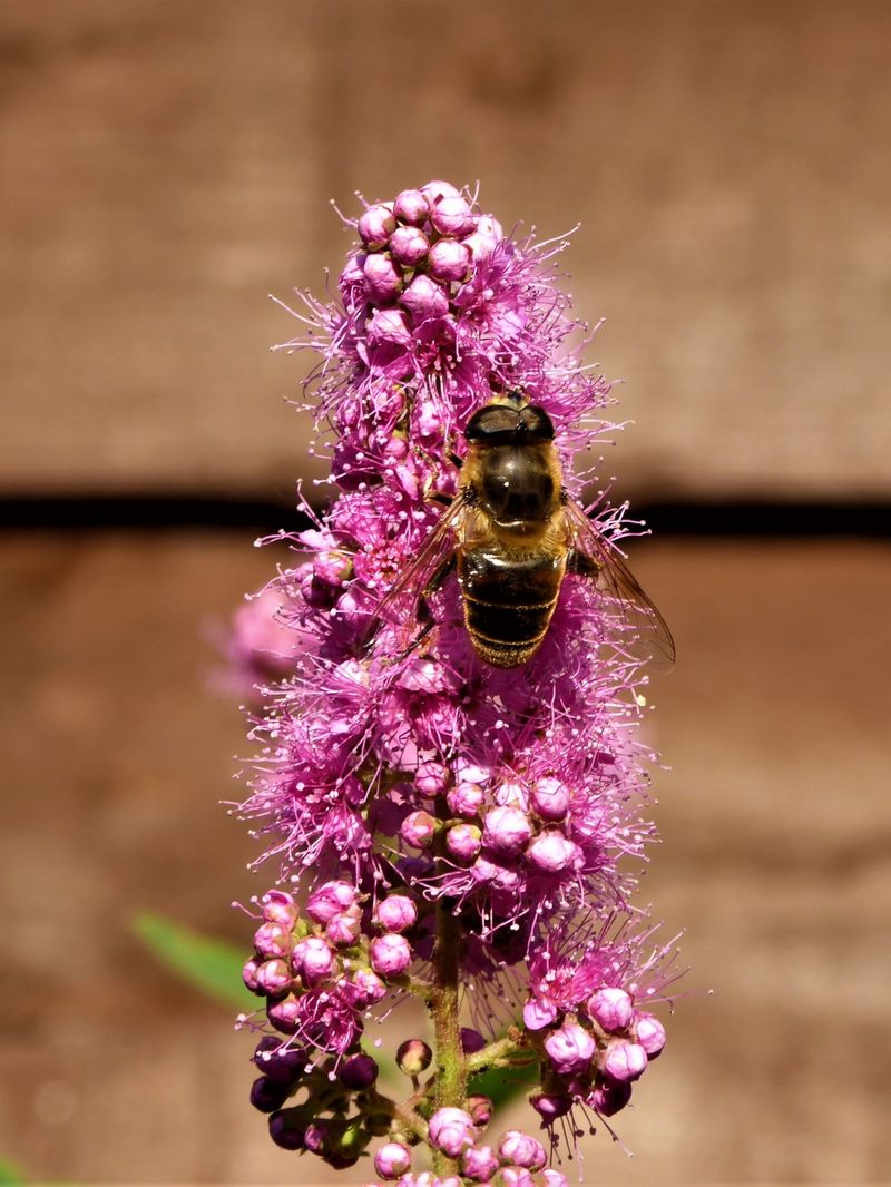 Spirea
