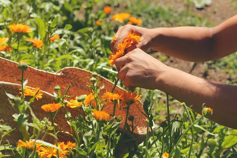 Calendula