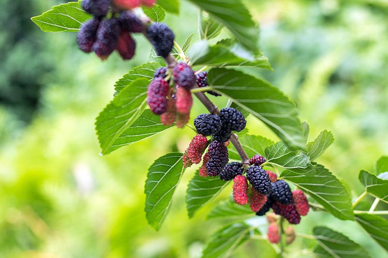 Mulberry