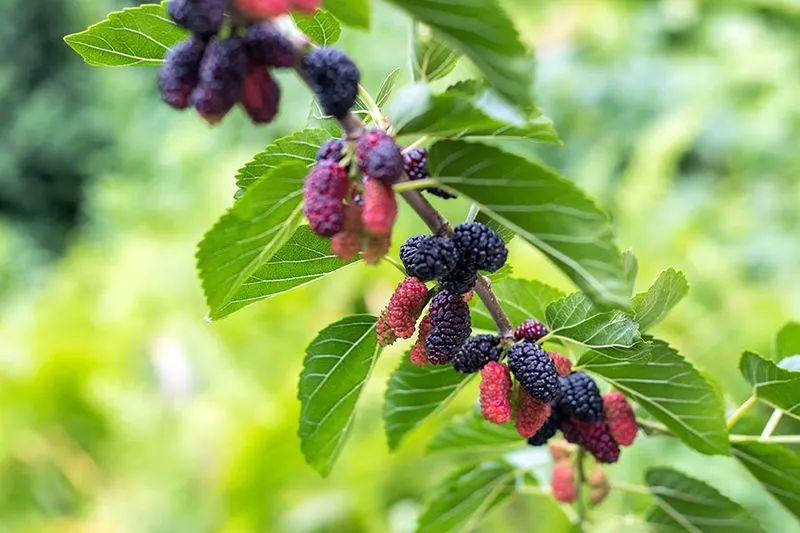 Mulberry