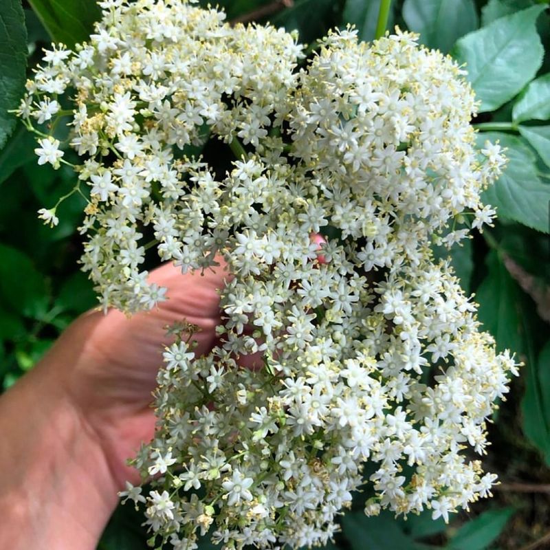 Elderflower