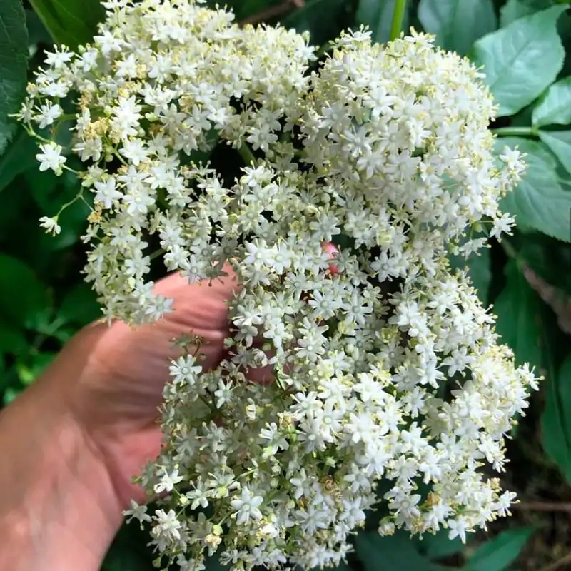 Elderflower