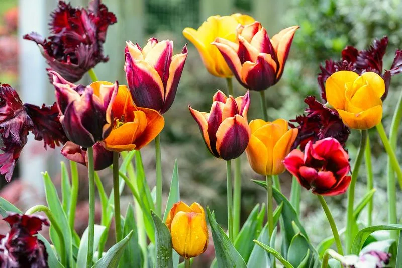 Tulip (Alternative to Daffodil)