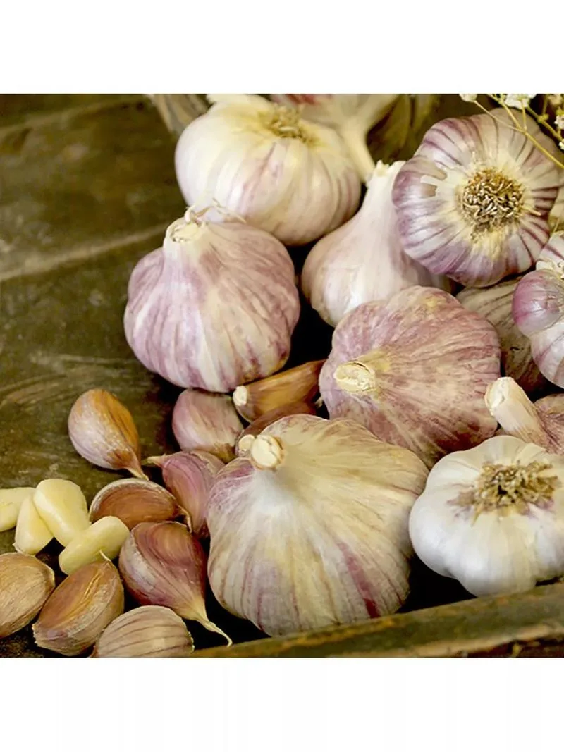Rocambole Garlic