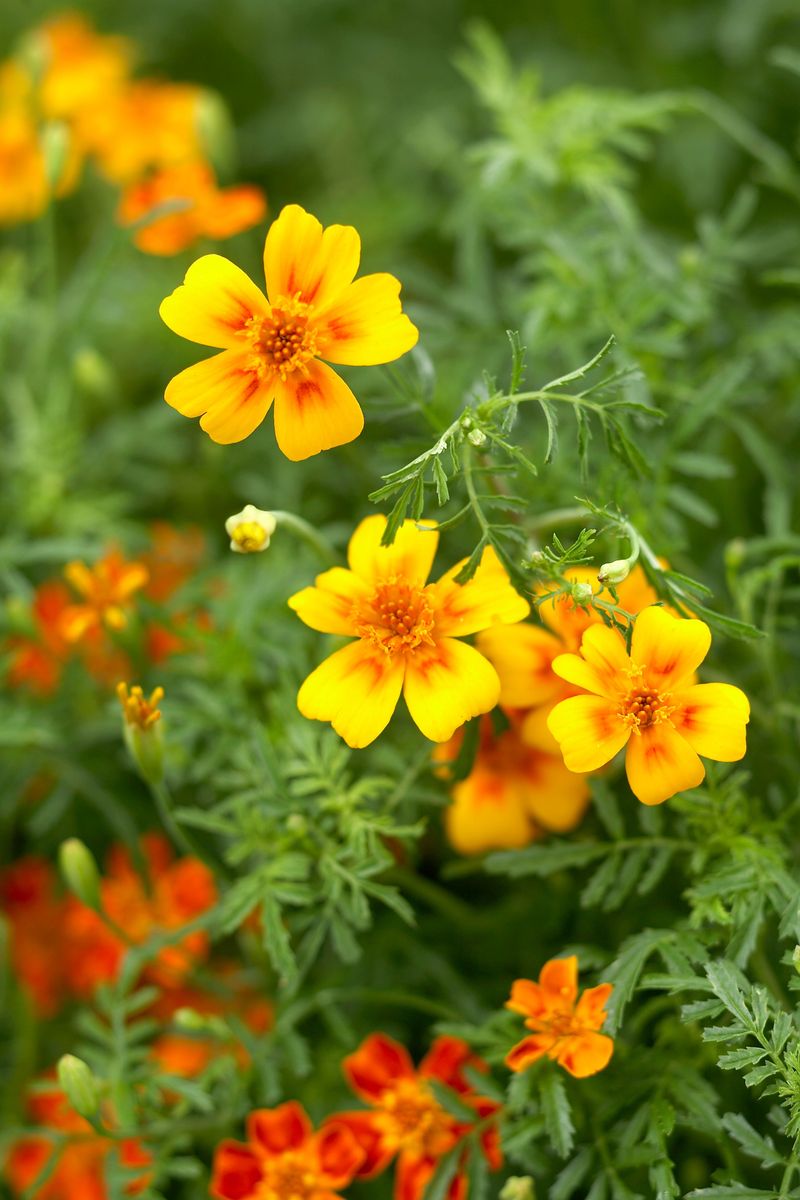 Embrace Companion Planting