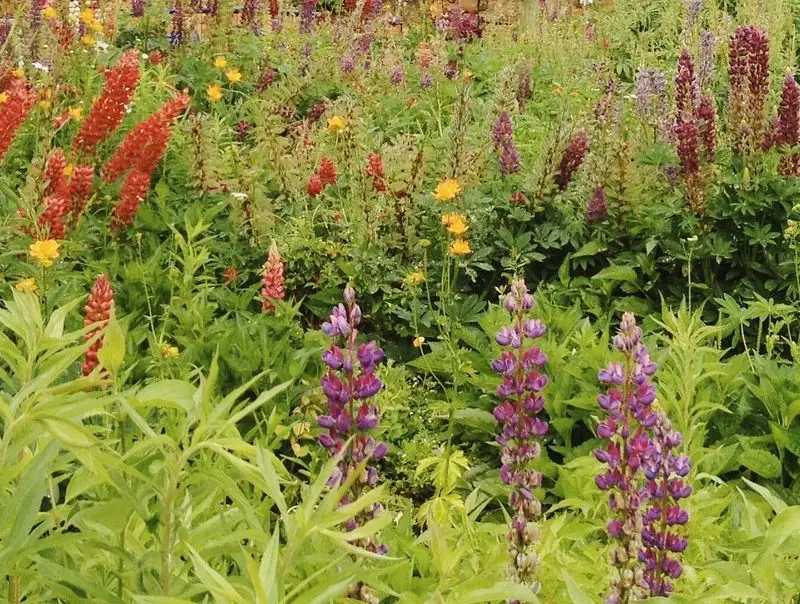 Embrace Native Plants
