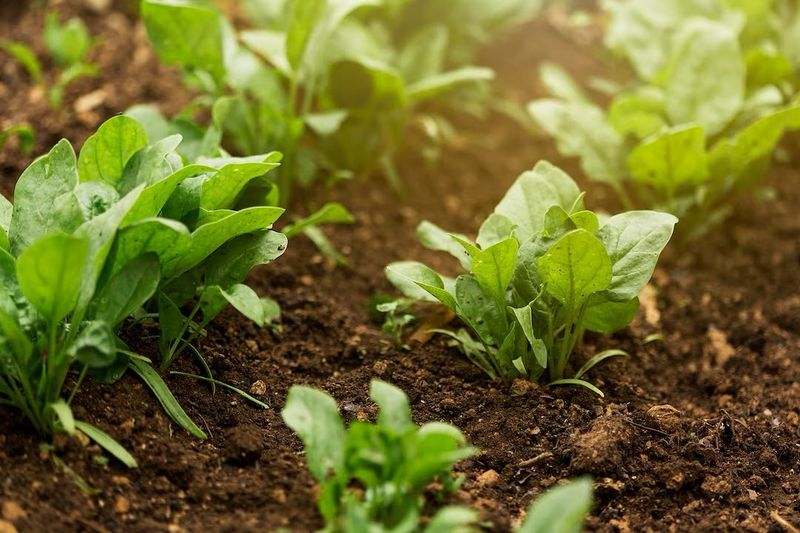 Embracing Natural Soil