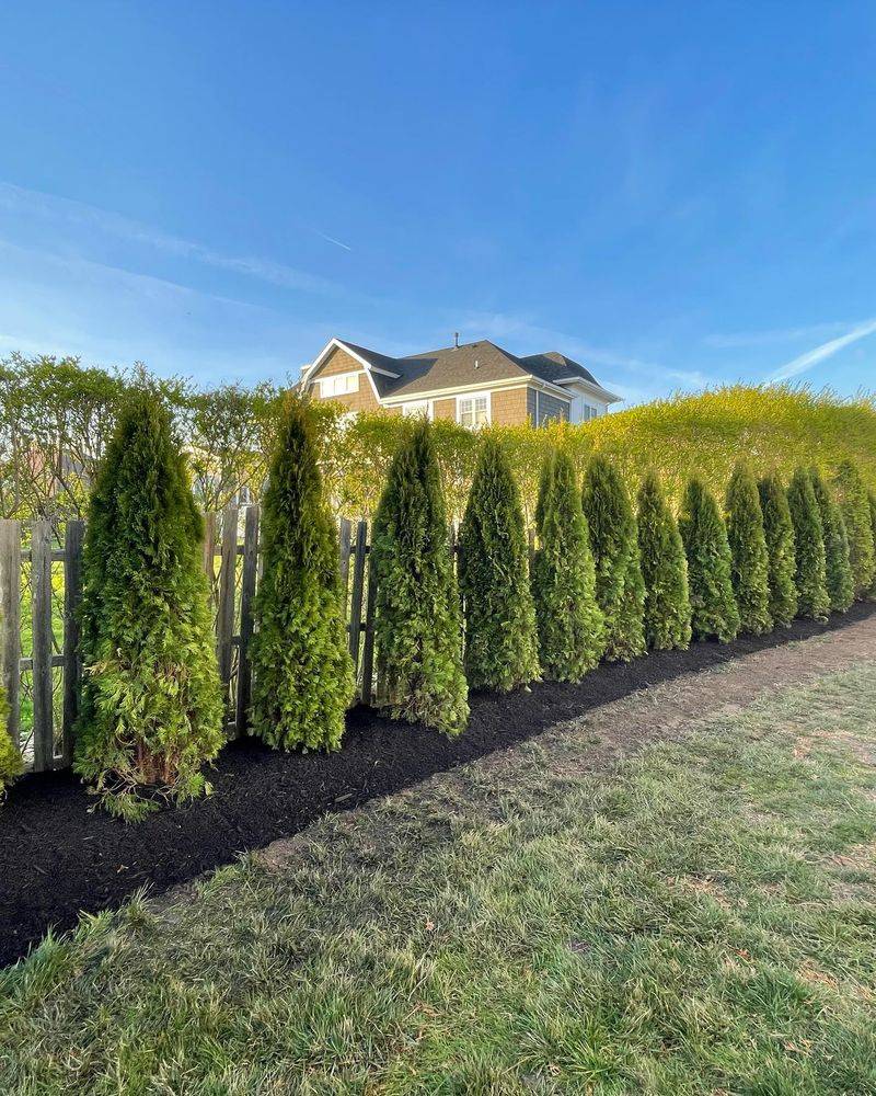 Emerald Green Arborvitae