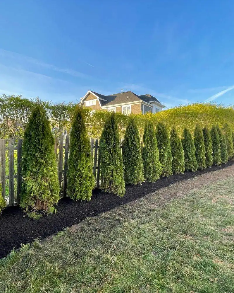 Emerald Green Arborvitae